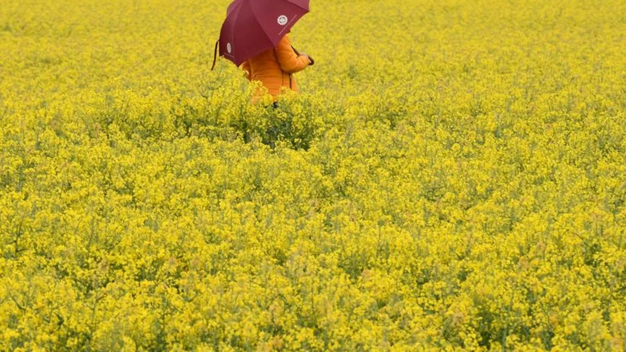 Wetter: Gelbe Pracht auf nassen Feldern