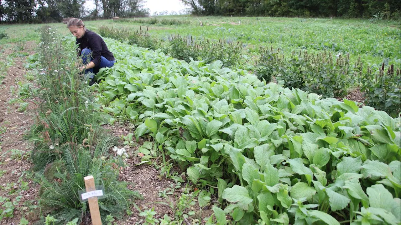 Agriculture : en Nouvelle-Aquitaine, la belle croissance des plantes médicinales