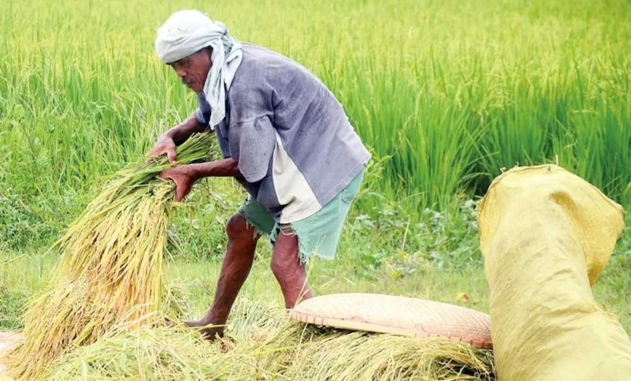 El Niño hits 10,000 farmers; Alcover blasts agri chief