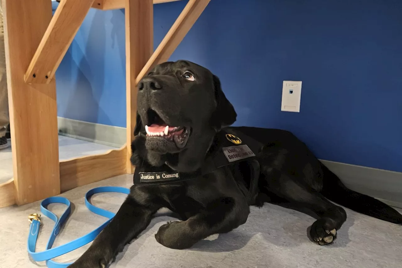 City Police Introduce New Cyber Crime Unit Member: Trace the Labrador Retriever