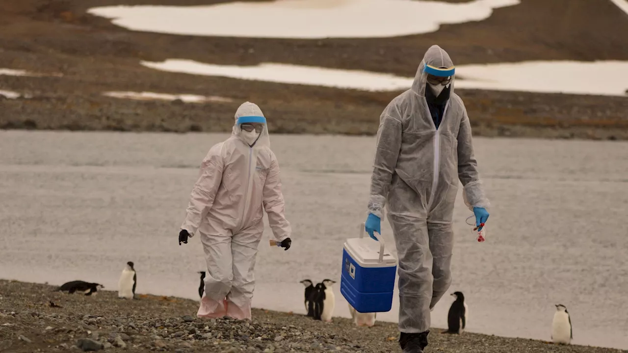 ‘Antarctic Plague’ panic after THOUSANDS of penguins are found dead as scientists suspect deadly H5N1 out...