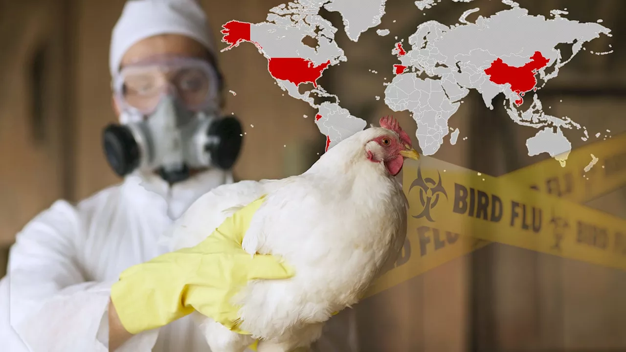 Deadly bird flu is ‘dangerously close’ to being next pandemic and it’s ‘time to be prepared’, warn experts...