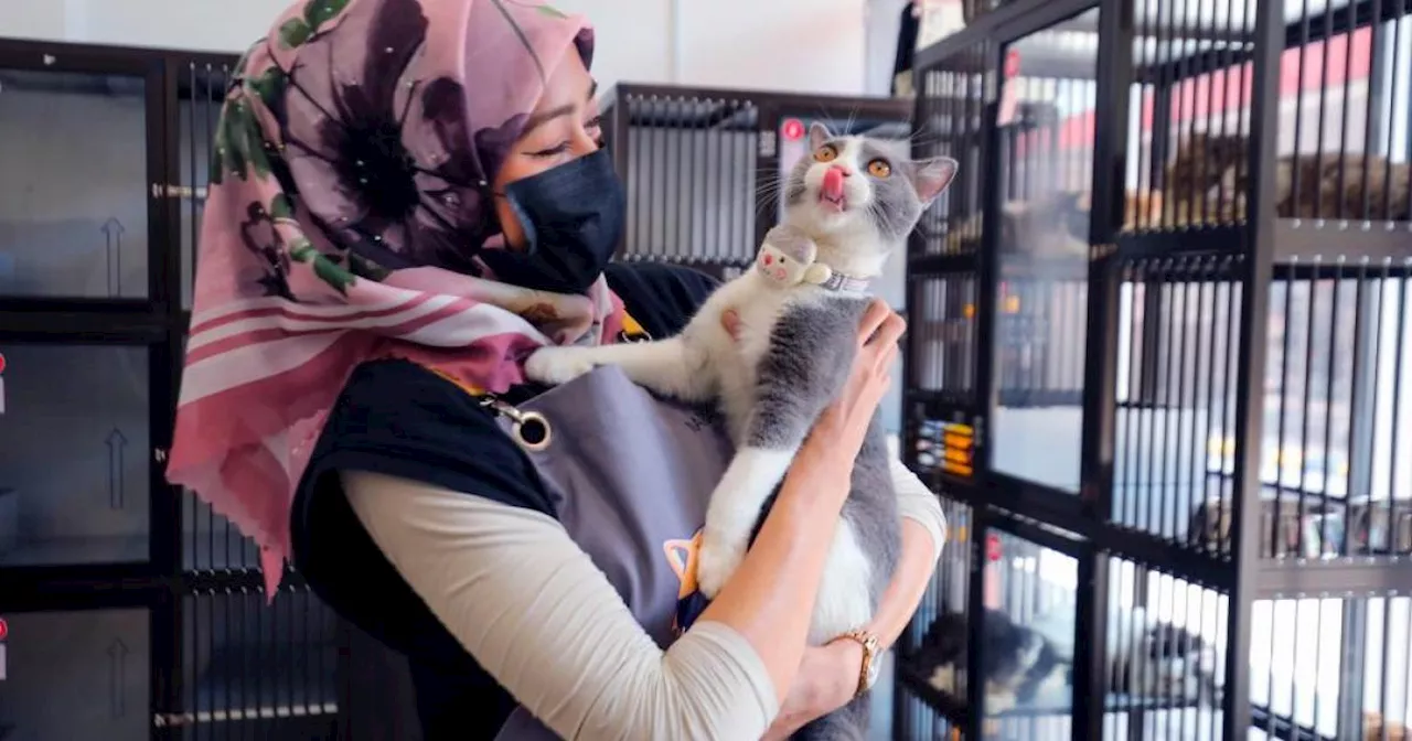 Pet Hotels Thriving During Ramadan Holidays