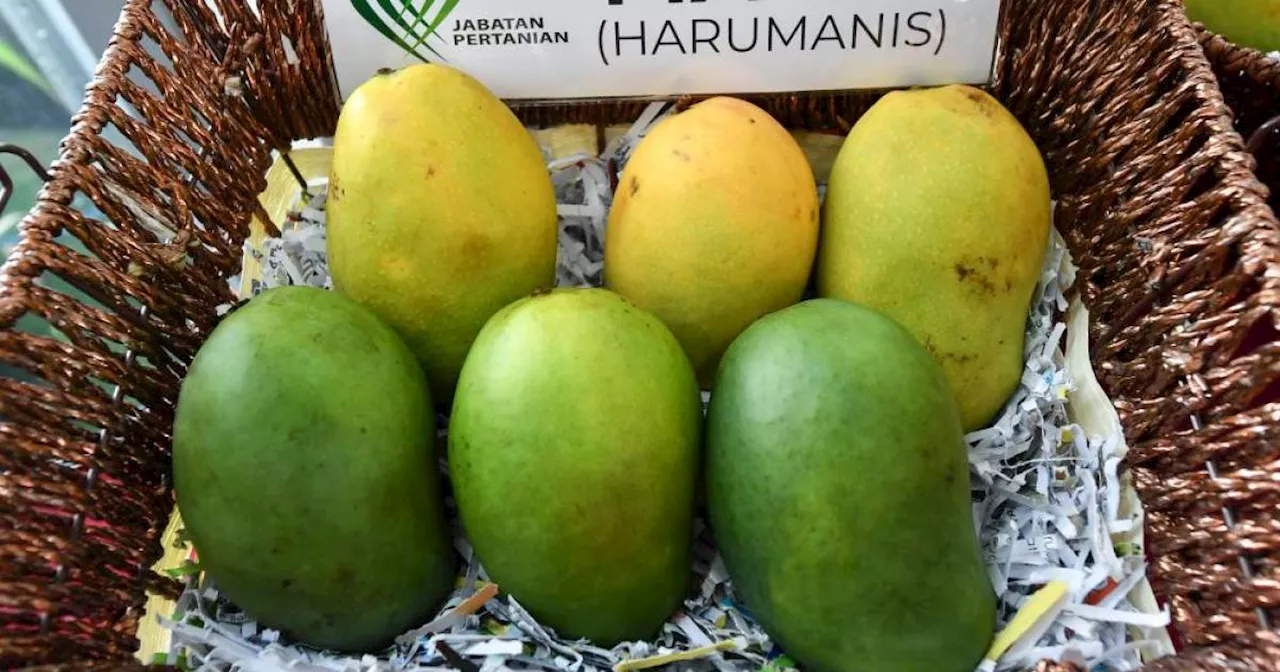 Public advised to buy Harumanis mango from farms recognised by Agri Dept