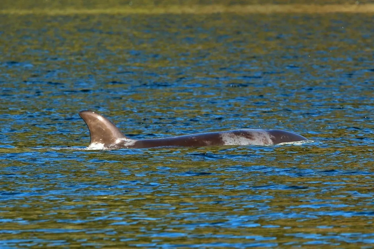 Rescue Equipment Arrives for Stranded Killer Whale Calf in Vancouver Island