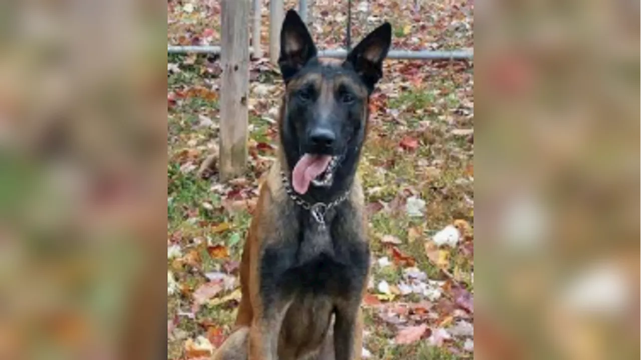 Memorial service set for Virginia K-9 killed by MS-13 gang members