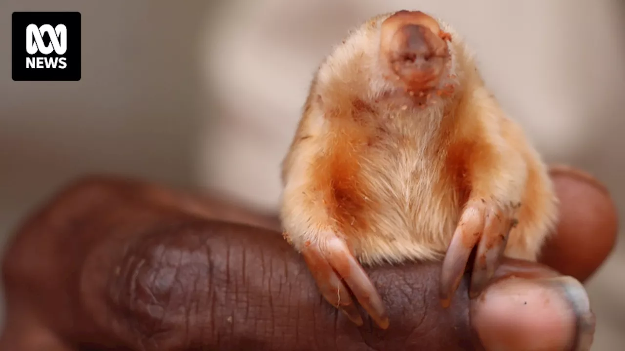 Close-up Photos of Rare Desert Mole Species Generate Excitement in Northern Australia