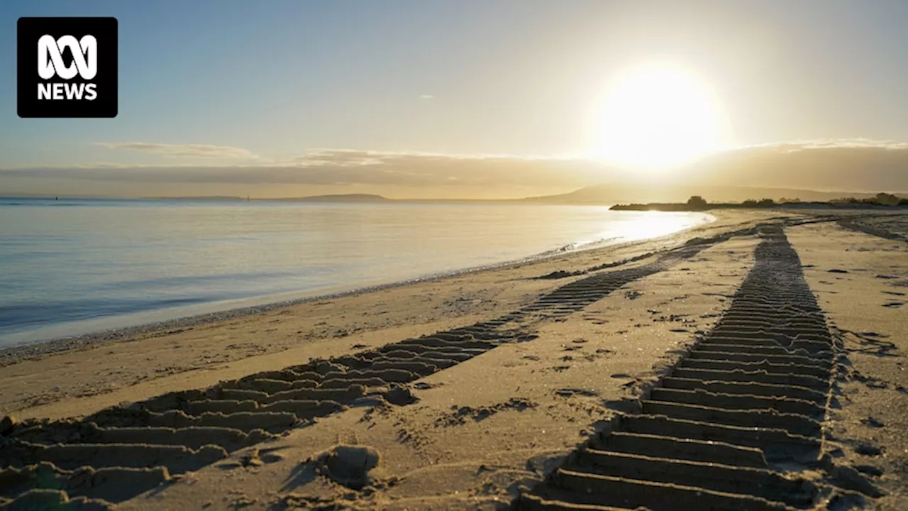 This Victorian beach will stop using mechanical rakes to clear rubbish — could others follow?