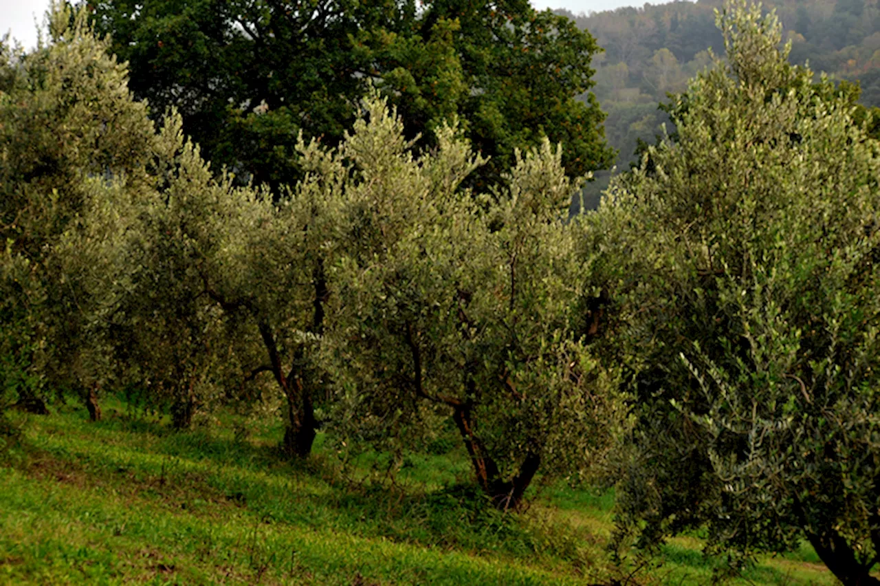 Il turismo dell'olio in Italia: un settore in crescita