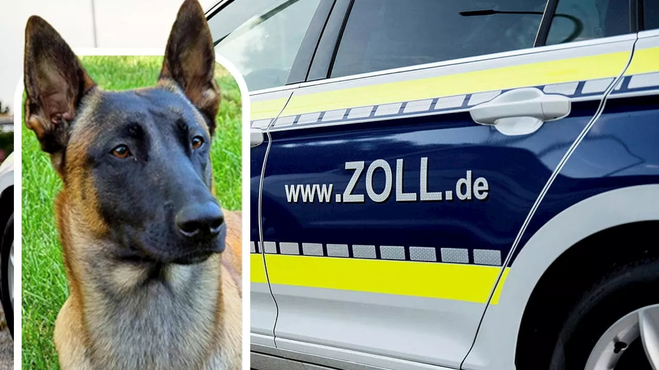 330 Kilo Stoff in Lkw bei Karlsruhe entdeckt: Hund findet Drogen in Millionenhöhe