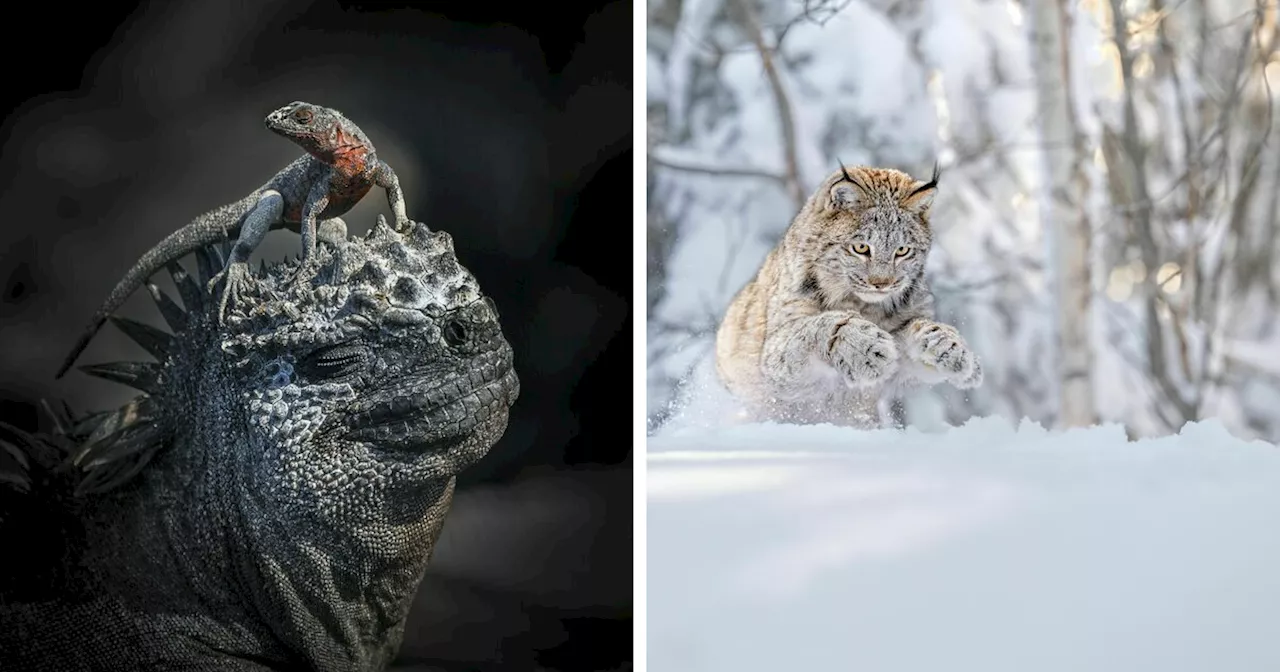 Winners of the 2024 World Nature Photography Awards Announced