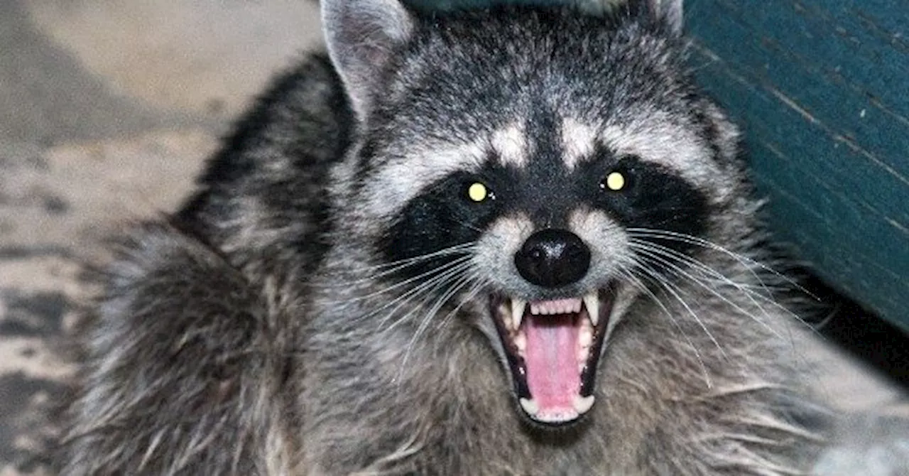 Aggressive Raccoon Terrorizes Guests at Hersheypark