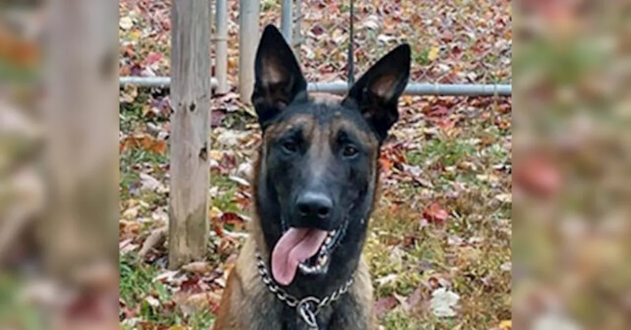 ‘Courageous’ K-9 Stabbed to Death Protecting Officer from MS-13 Gang Attack at Virginia Prison