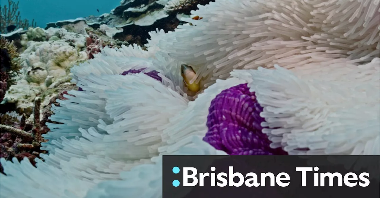 Three Quarters of Great Barrier Reef Hit by Coral Bleaching