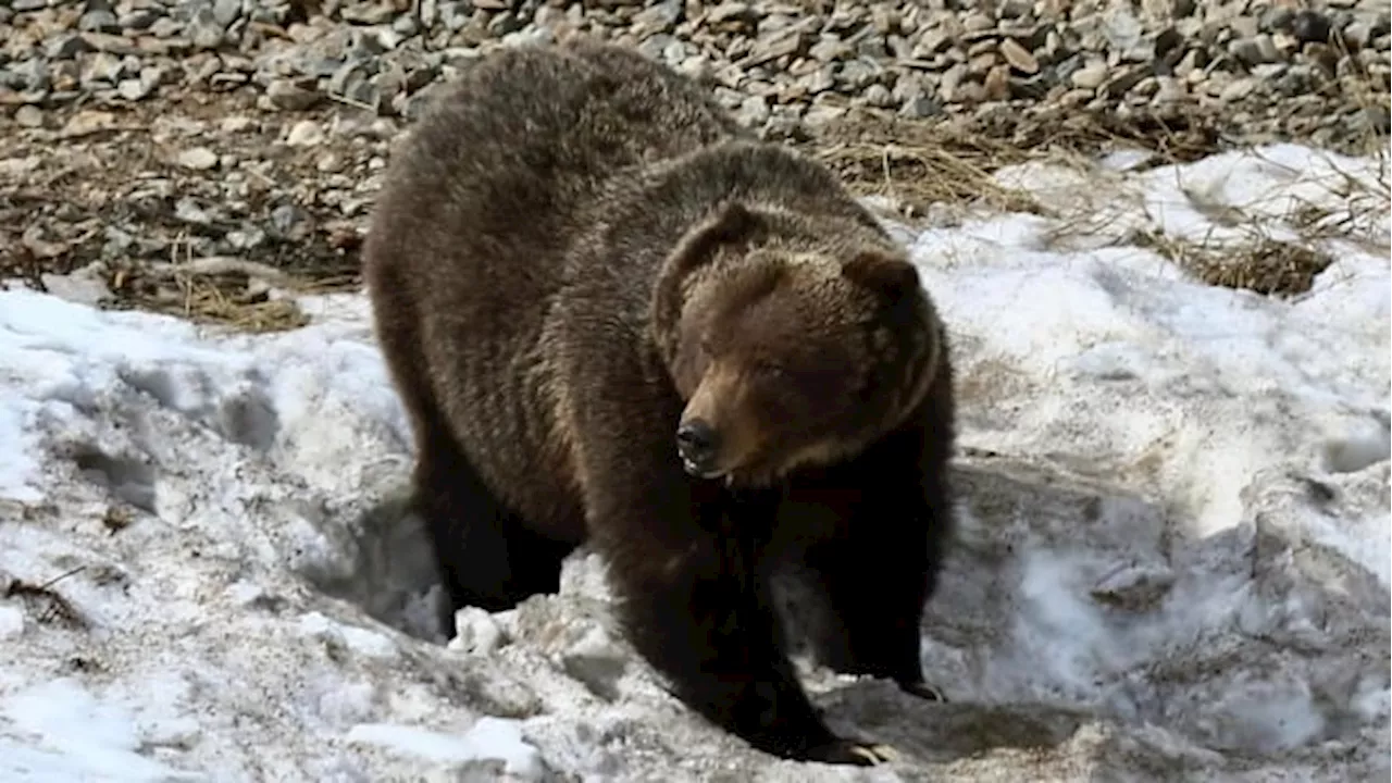 Banff's Infamous Grizzly 'The Boss' Emerges from Hibernation