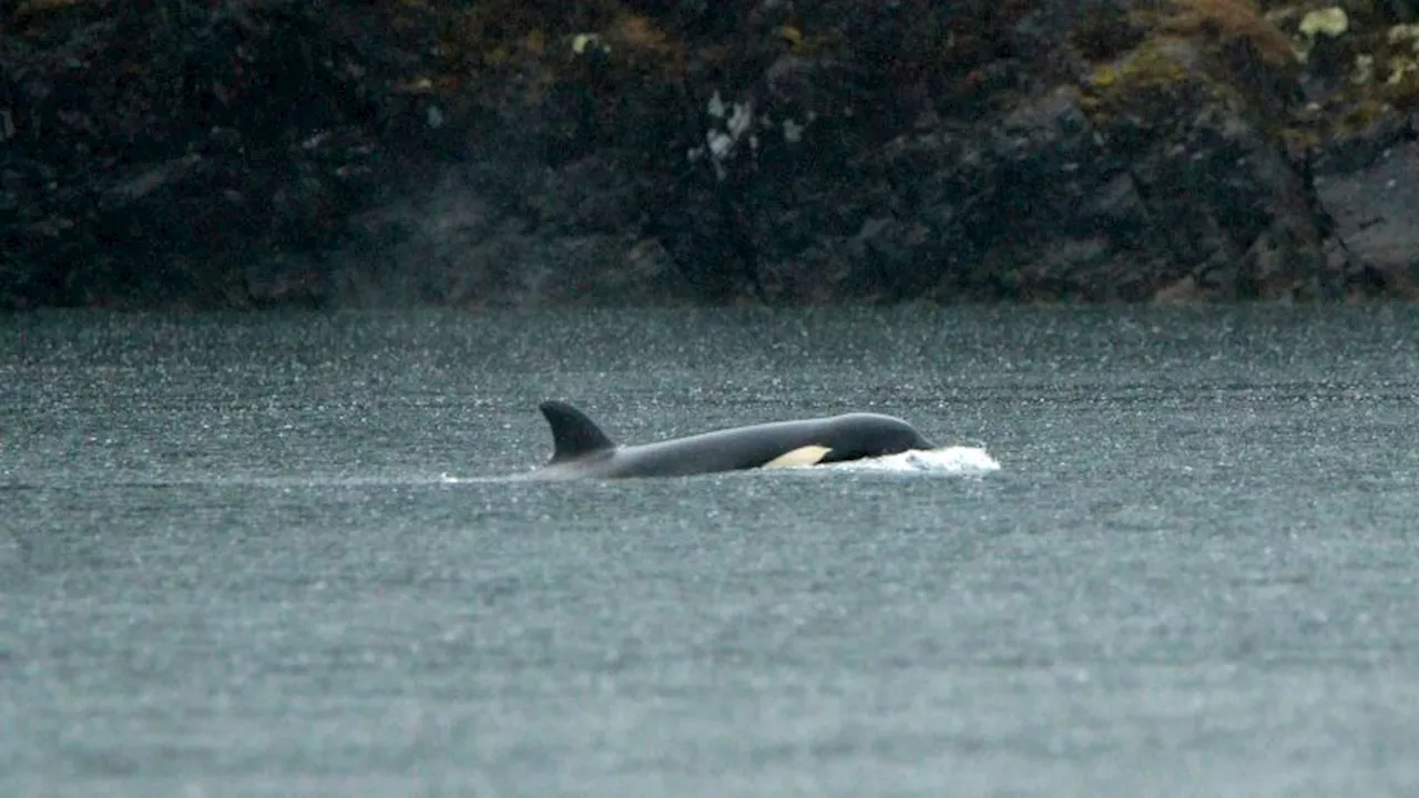 Rescuers are working to save an orphaned orca calf stranded in a remote British Columbia lagoon