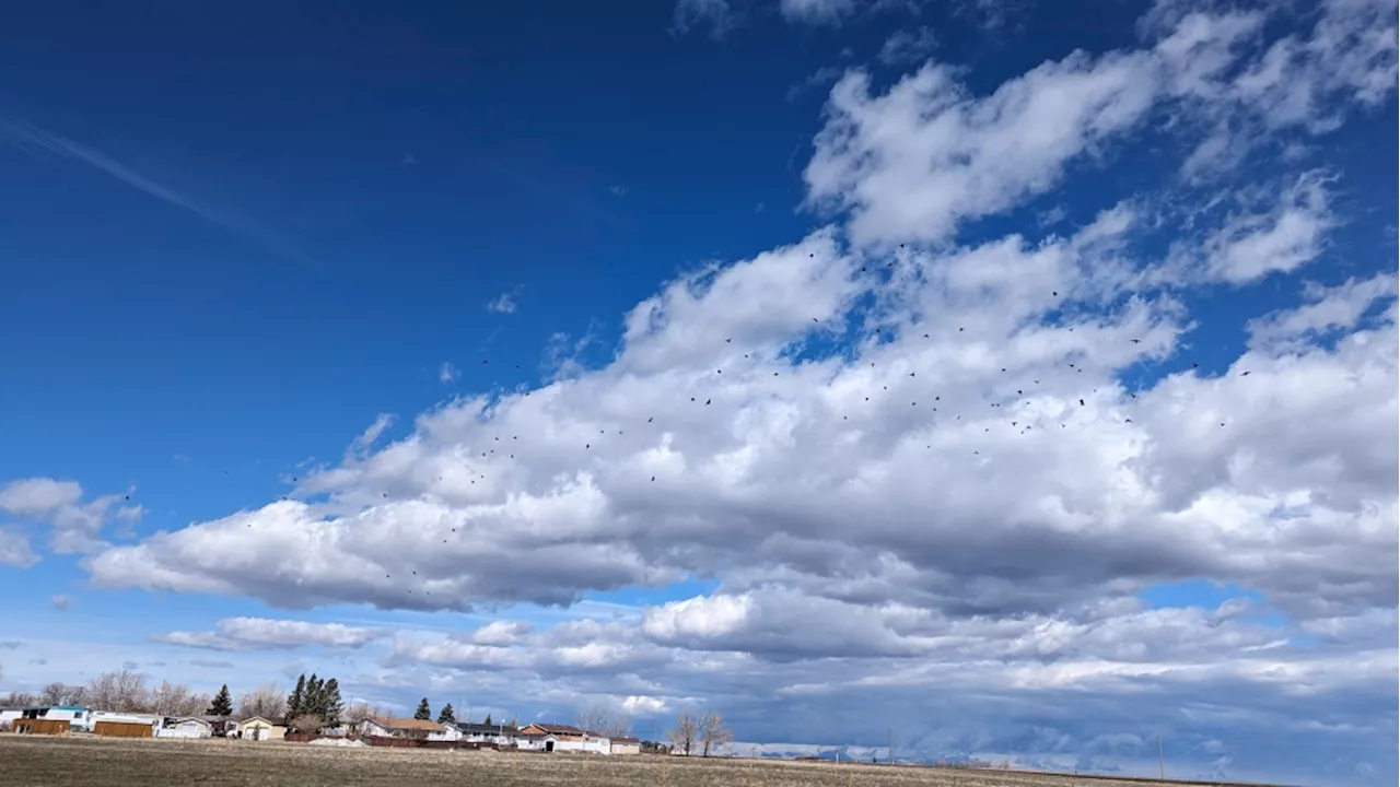 Calgary expecting a little more snow over the weekend