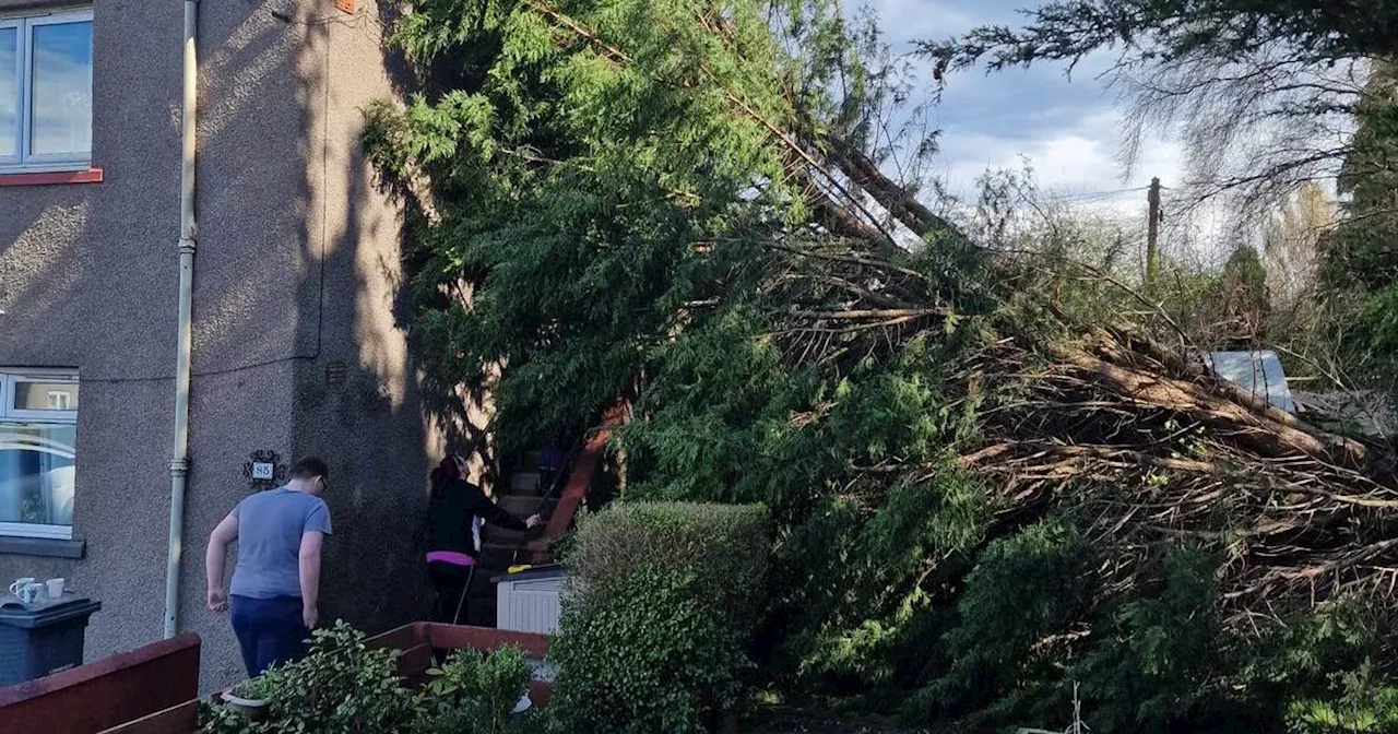 Large tree falls on Edinburgh couple's roof during Storm Kathleen