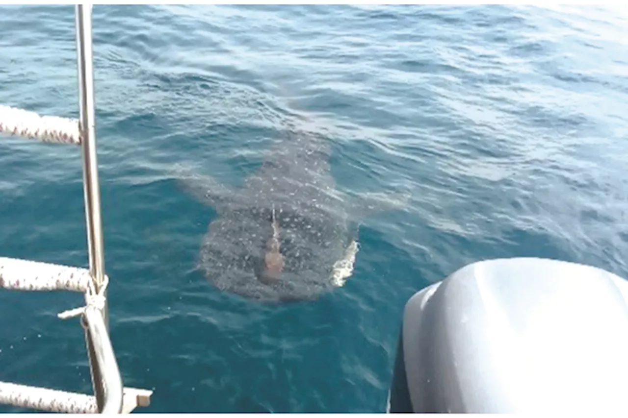 Whale Shark Spotted by Tourists in Kota Kinabalu