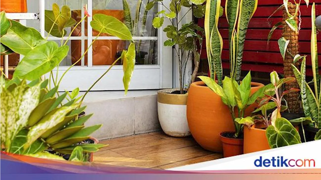 5 Hal yang Harus Diperhatikan Sebelum Bikin Taman Indoor