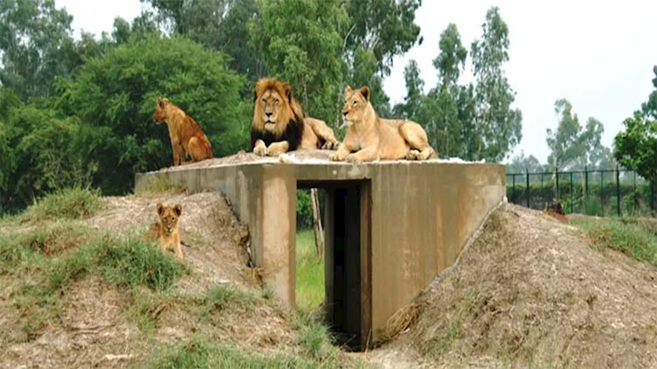 CM orders safari park not to charge entry fee on Eid day