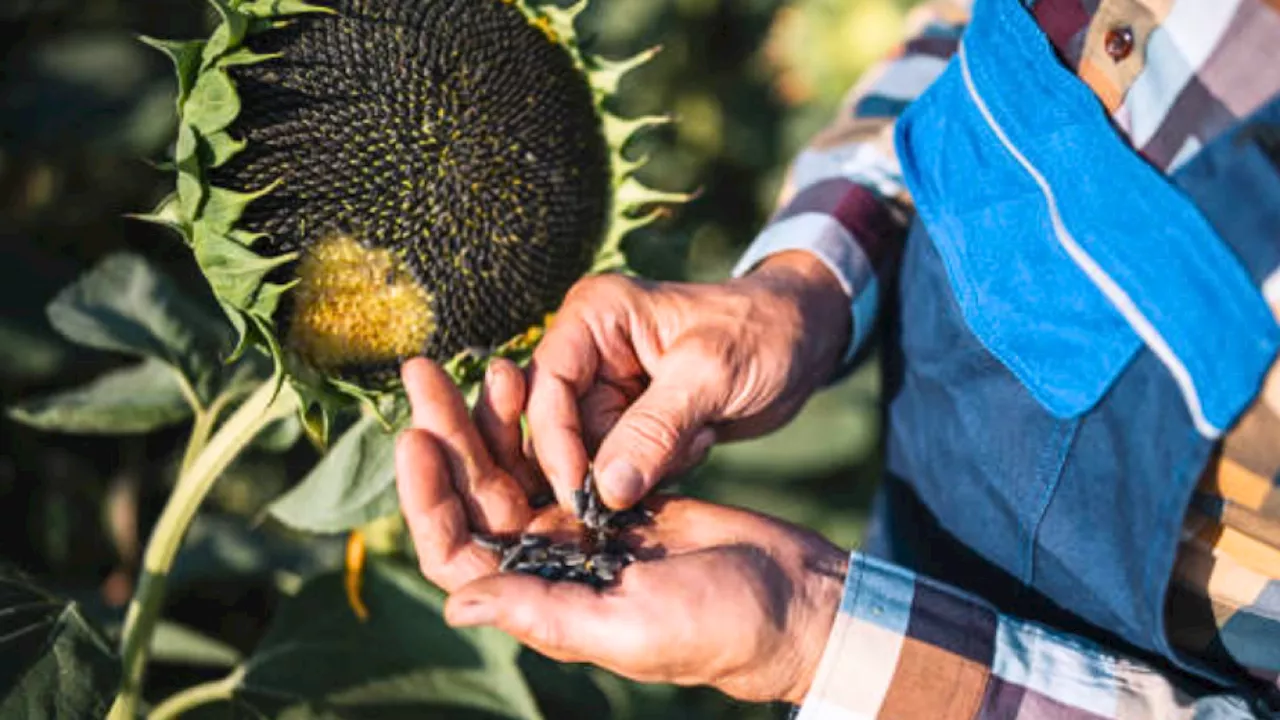 Descubra los cinco increíbles beneficios de la semilla de girasol para su salud