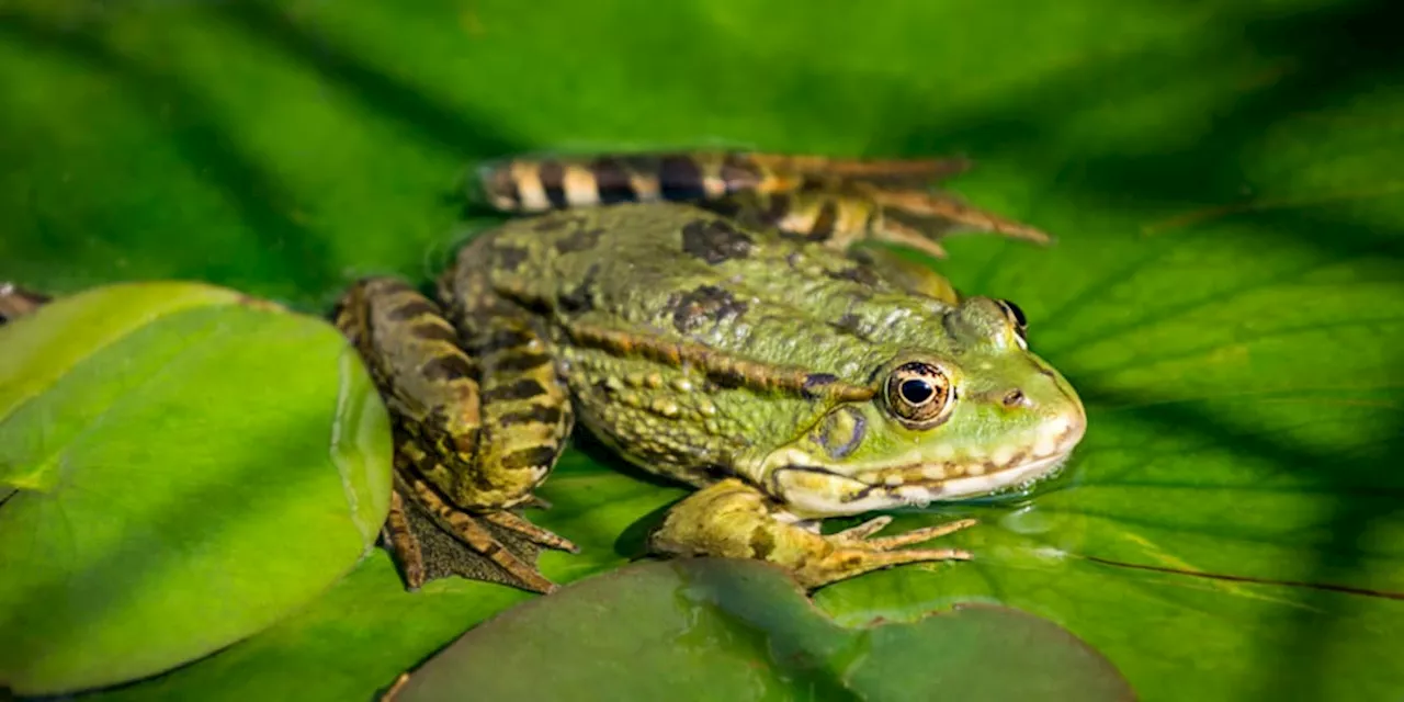 Amphibienseuche: Rettung in Sicht?