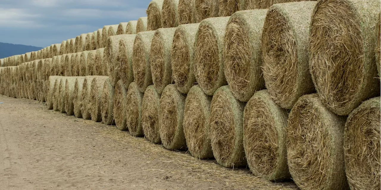 Alabama cattlemen donate hay to Texas cattlemen hit by wildfires