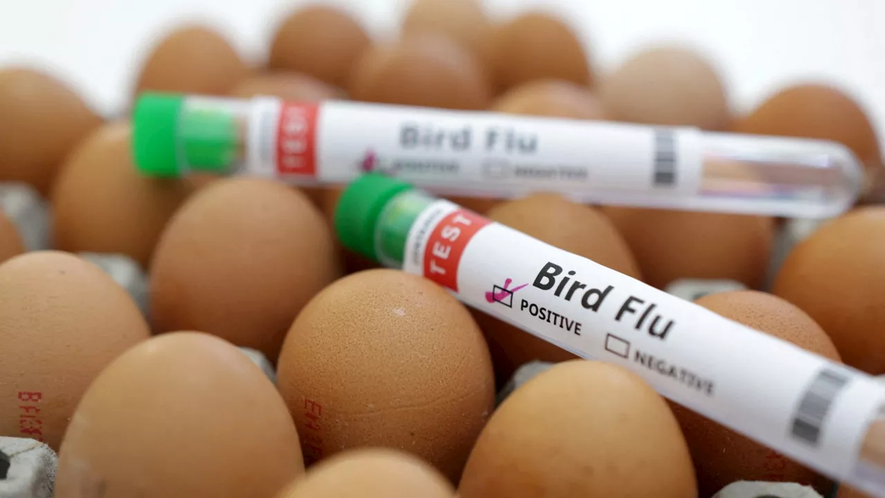 CDC issues bird flu health alert to clinicians, state health departments, public after Texas farmer infected