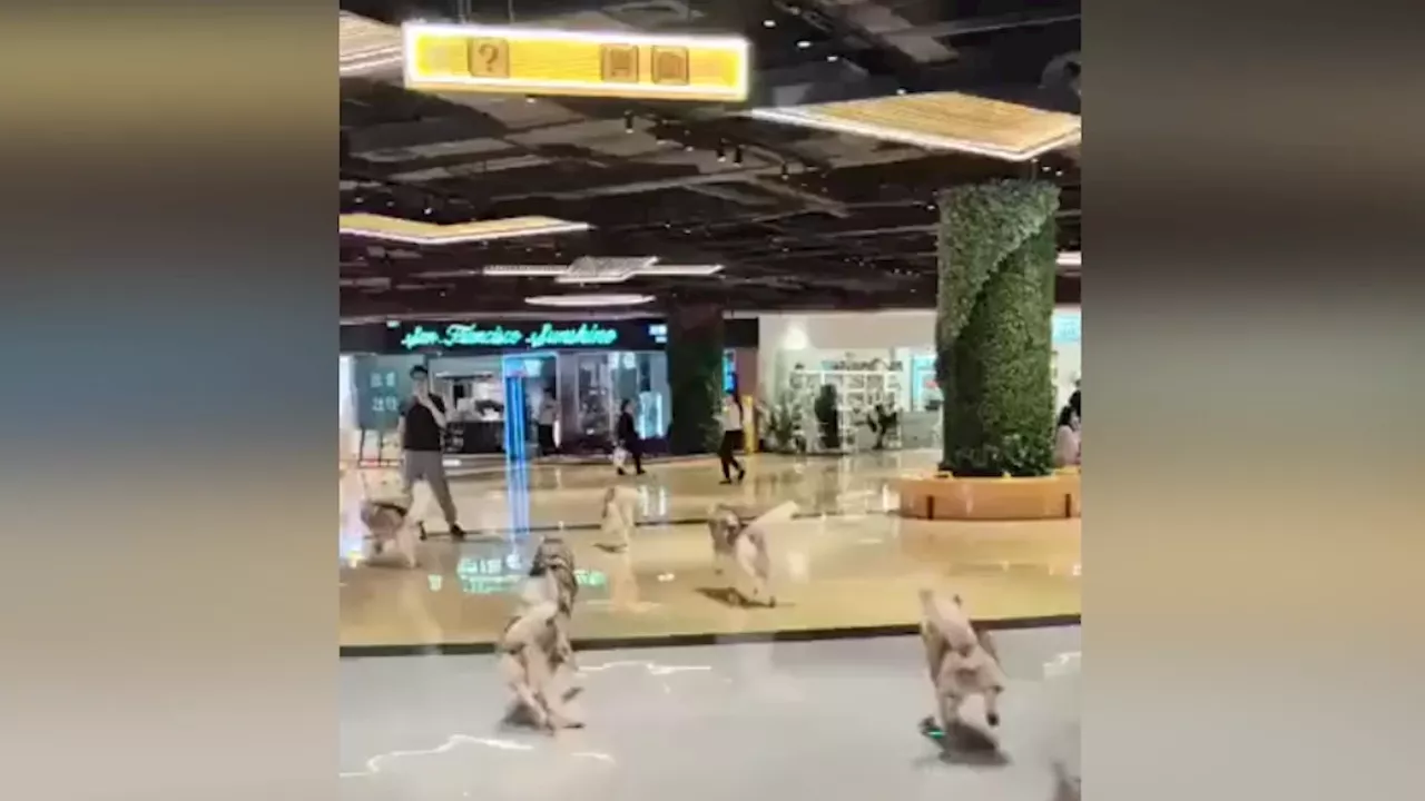 Huskies Escape from Chinese Pet Café, Cause Chaos in Shopping Center