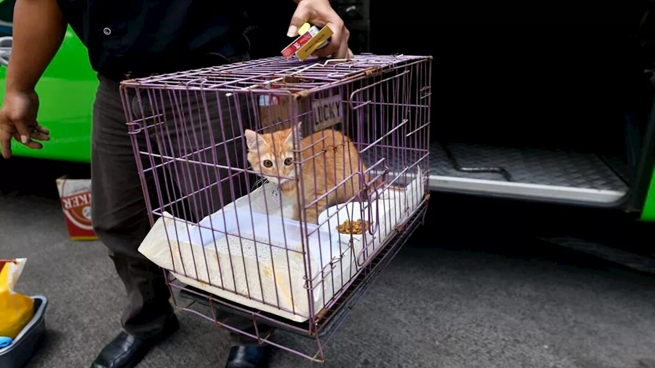 Persiapan Sebelum Membawa Hewan Peliharaan Saat Mudik Lebaran