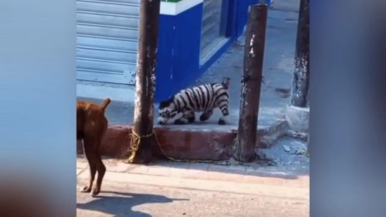 Captan extraño “perro-cebra” en las calles de Guatemala y enloquece la red: VIDEO