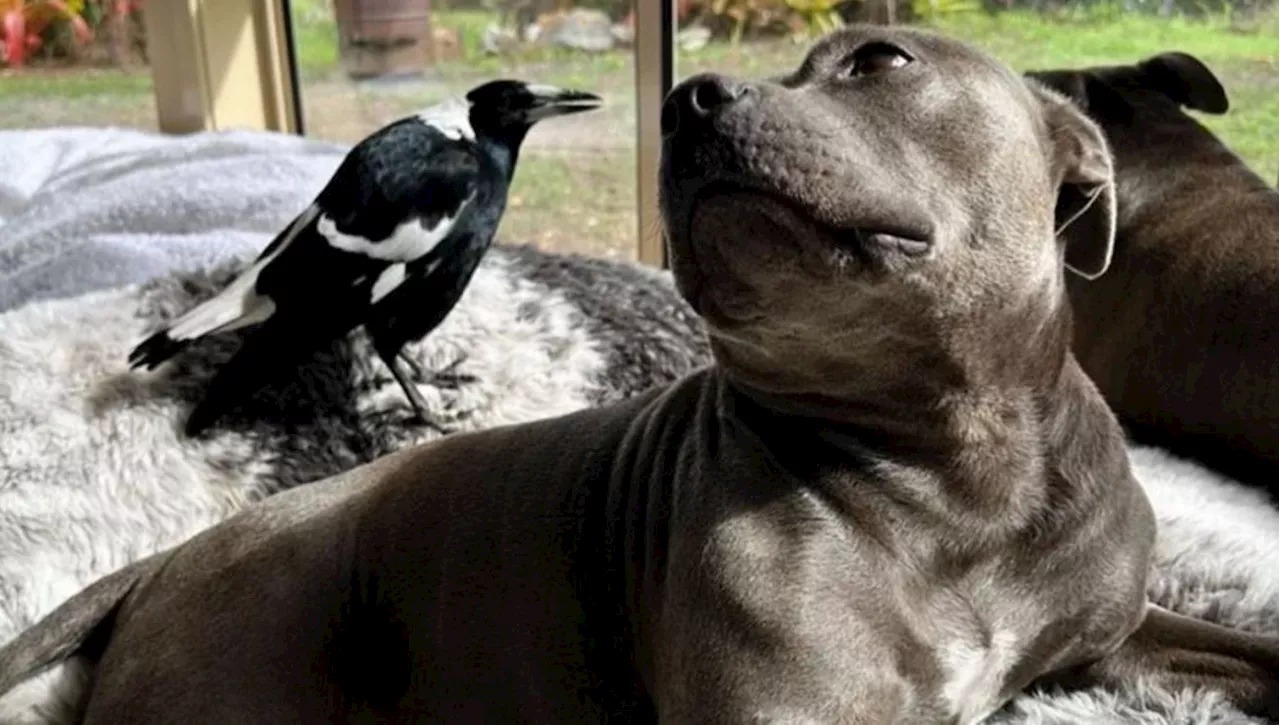 L'amicizia di Molly e Peggy interrotta per legge, così il cane e la gazza sono stati separati: 'Fateli tornar…