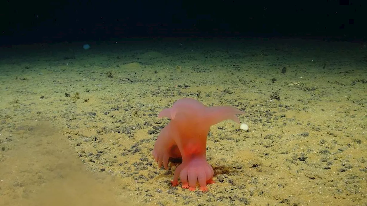 'Barbie-pig': Scientists capture stunning images of ocean life in proposed deep-sea mining zone