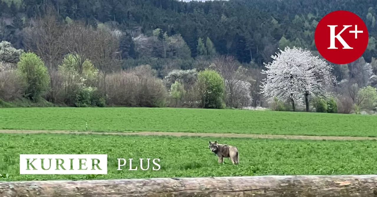 „Kein normales Verhalten“: Wolf sorgt auf Rinderfarm für Unbehagen