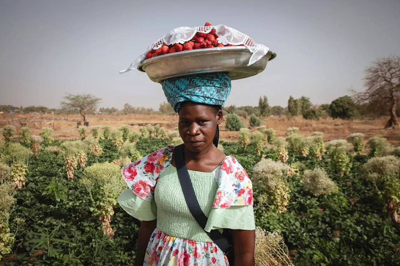 La fraise, «or rouge» inattendu des producteurs au Burkina Faso