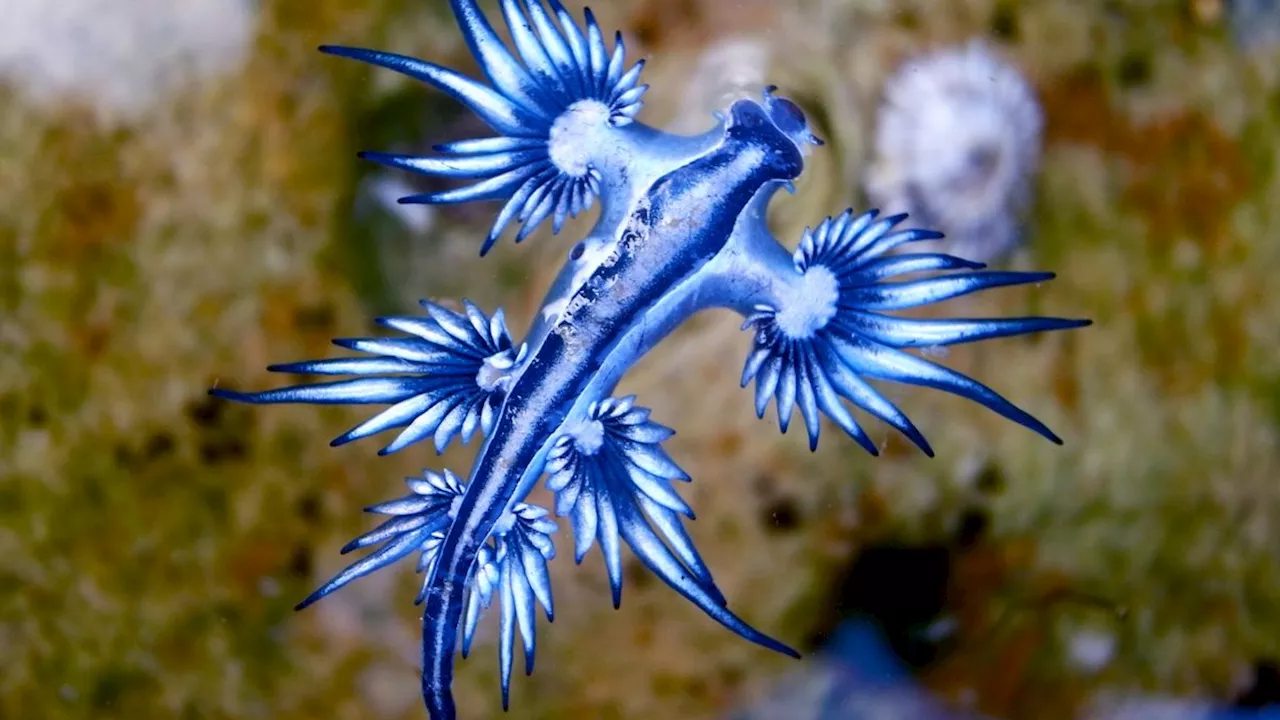 Blue dragon: The deadly sea slug that steals venom from its prey