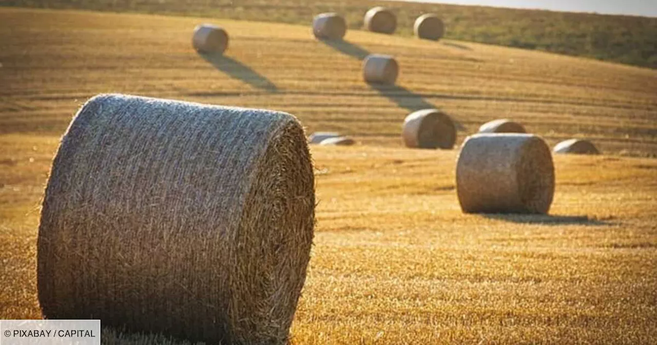 Agriculture : elle a travaillé 40 ans et touche moins de 400 euros de retraite