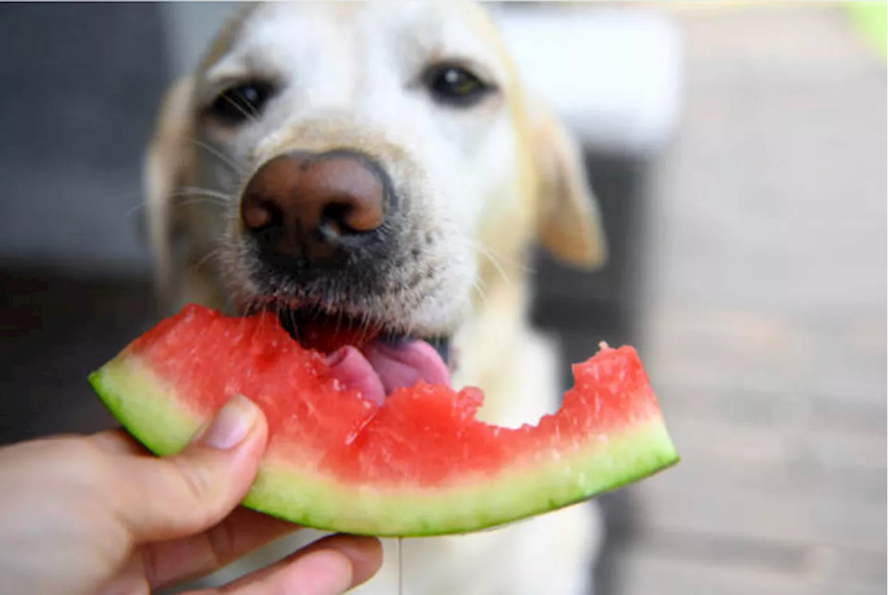 Watermelon: A hydrating summer treat for dogs