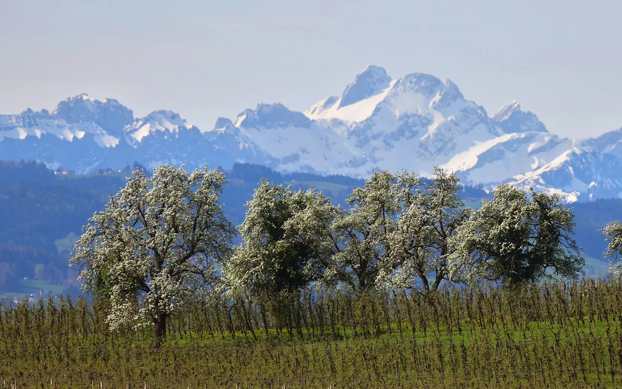 Obstblüte am Bodensee