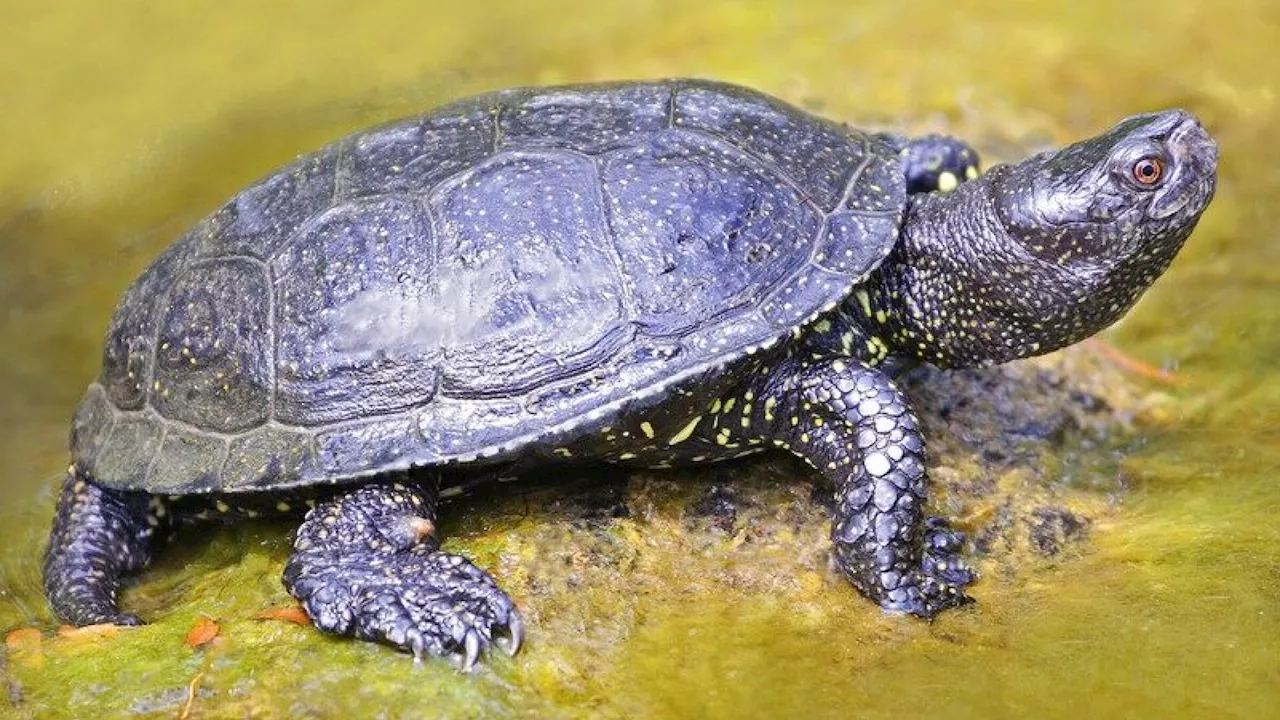 Sumpfschildkröten kehren in den Nationalpark Donau-Auen zurück