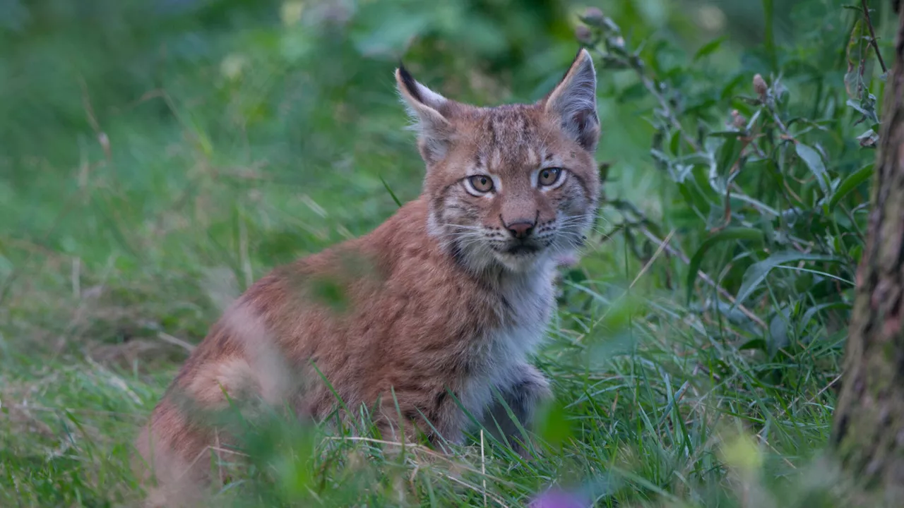 Wildnisgebiet: Luchs ist vom Aussterben bedroht