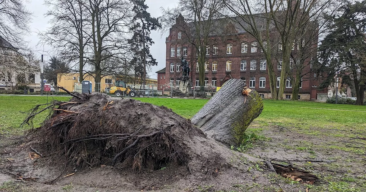 Seit vier Monaten: Darum liegt der Baumstumpf immer noch auf dem Herforder Wilhelmsplatz