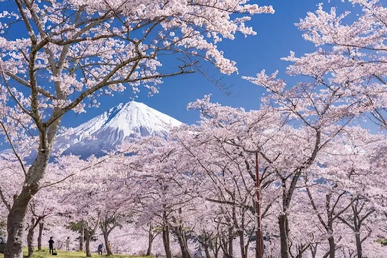 Chasing Cherry Blossoms in Japan: A Perfect Springtime Adventure