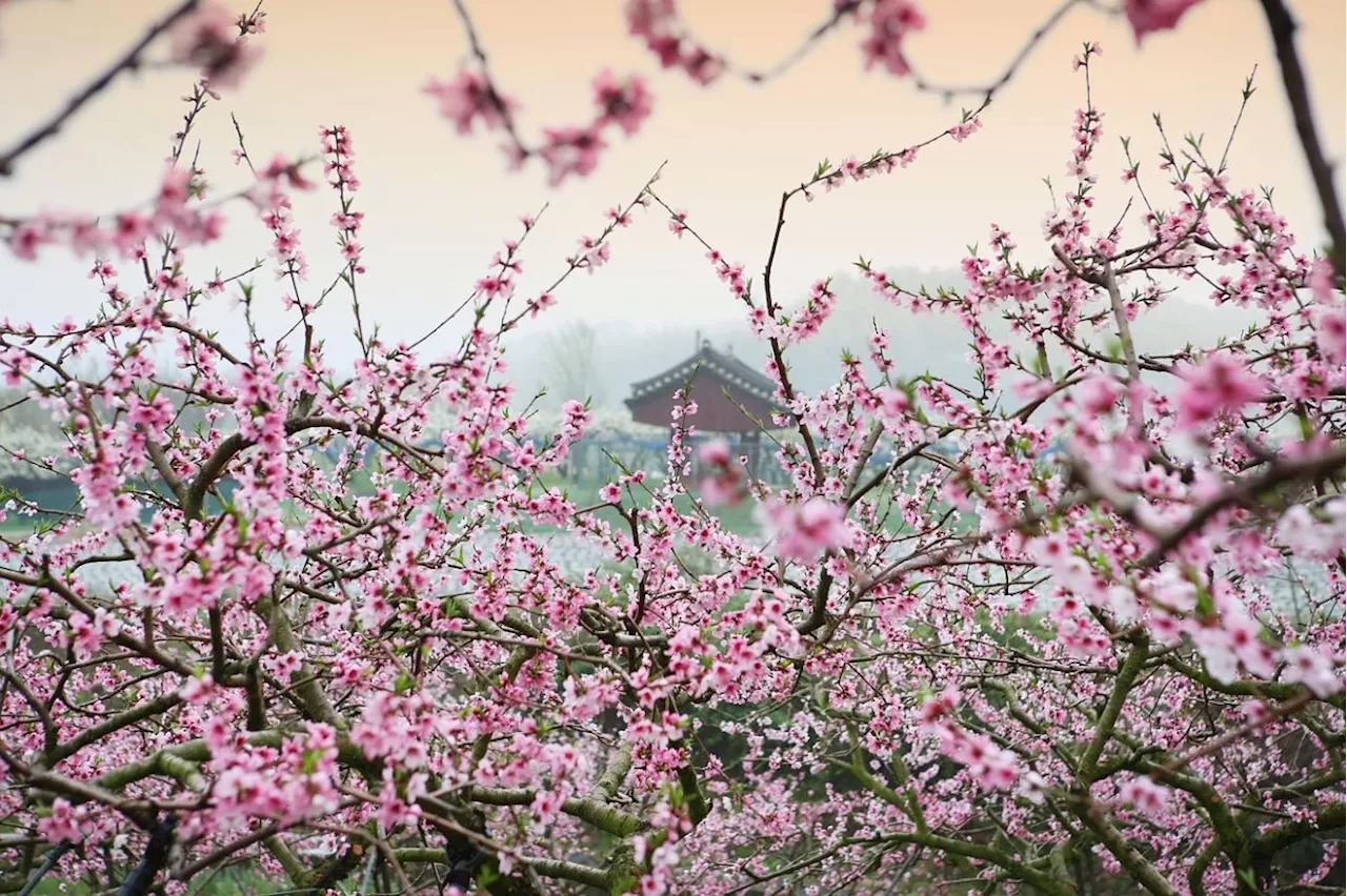 Cherry Blossom Enthusiasts Flock to Japan and South Korea for Spring