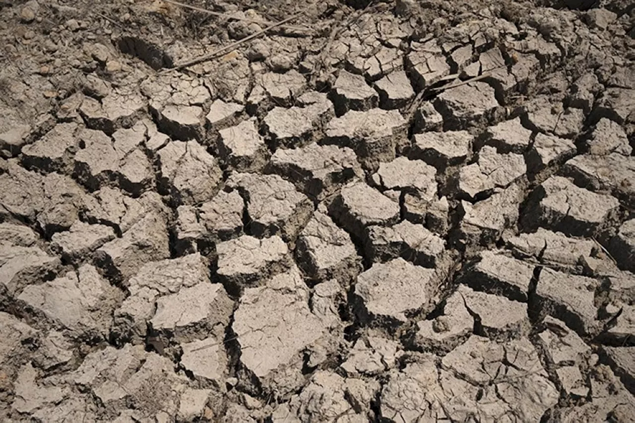 200 Capiz farmers seek emergency work amid drought