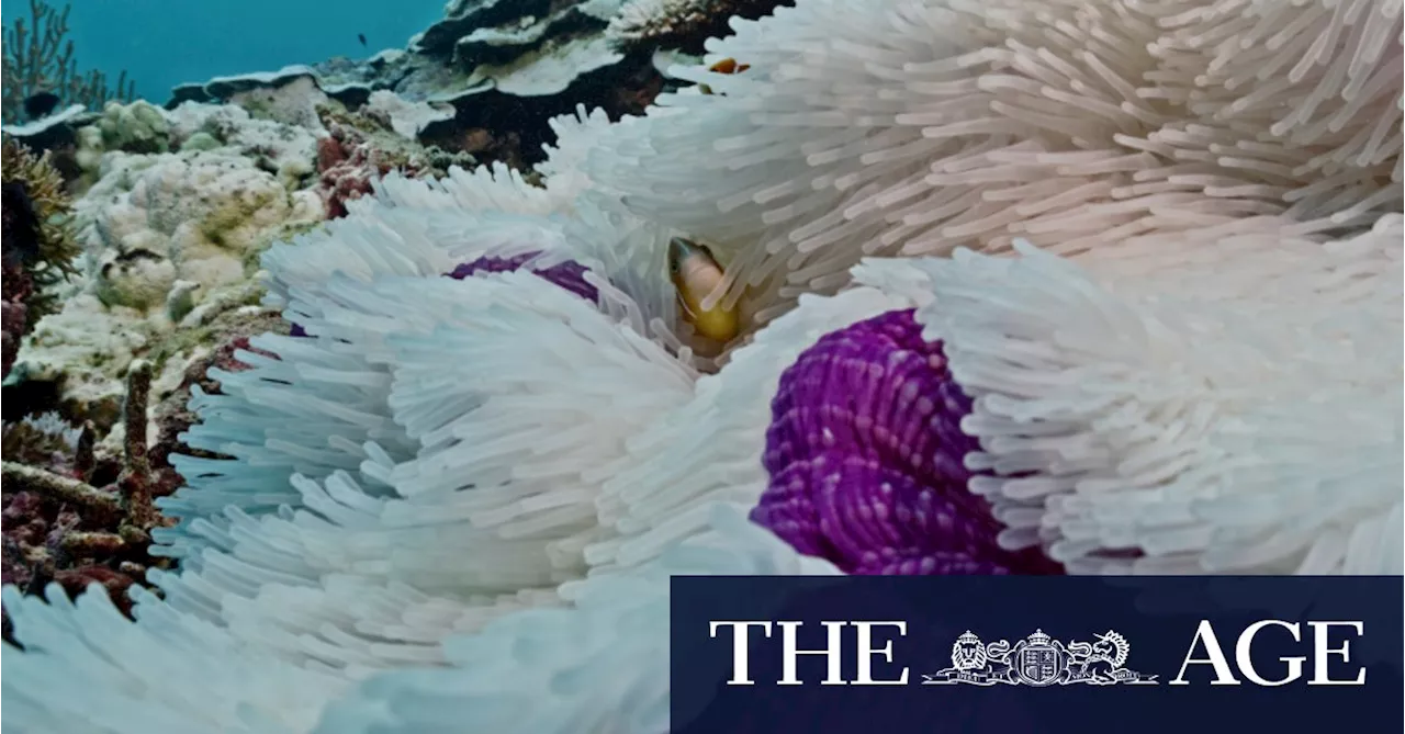 Three Quarters of Great Barrier Reef Hit by Coral Bleaching