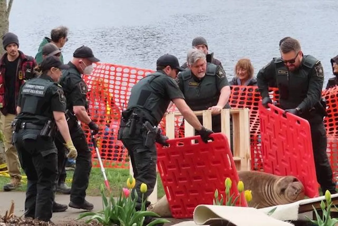 Celebrity elephant seal relocated to remote Vancouver Island beach