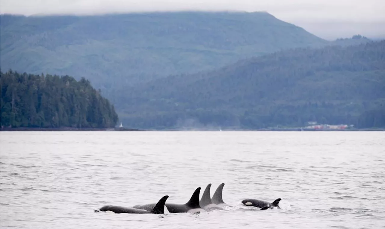 B.C. underwater microphones aim to protect whales from ship strikes: Ocean Wise