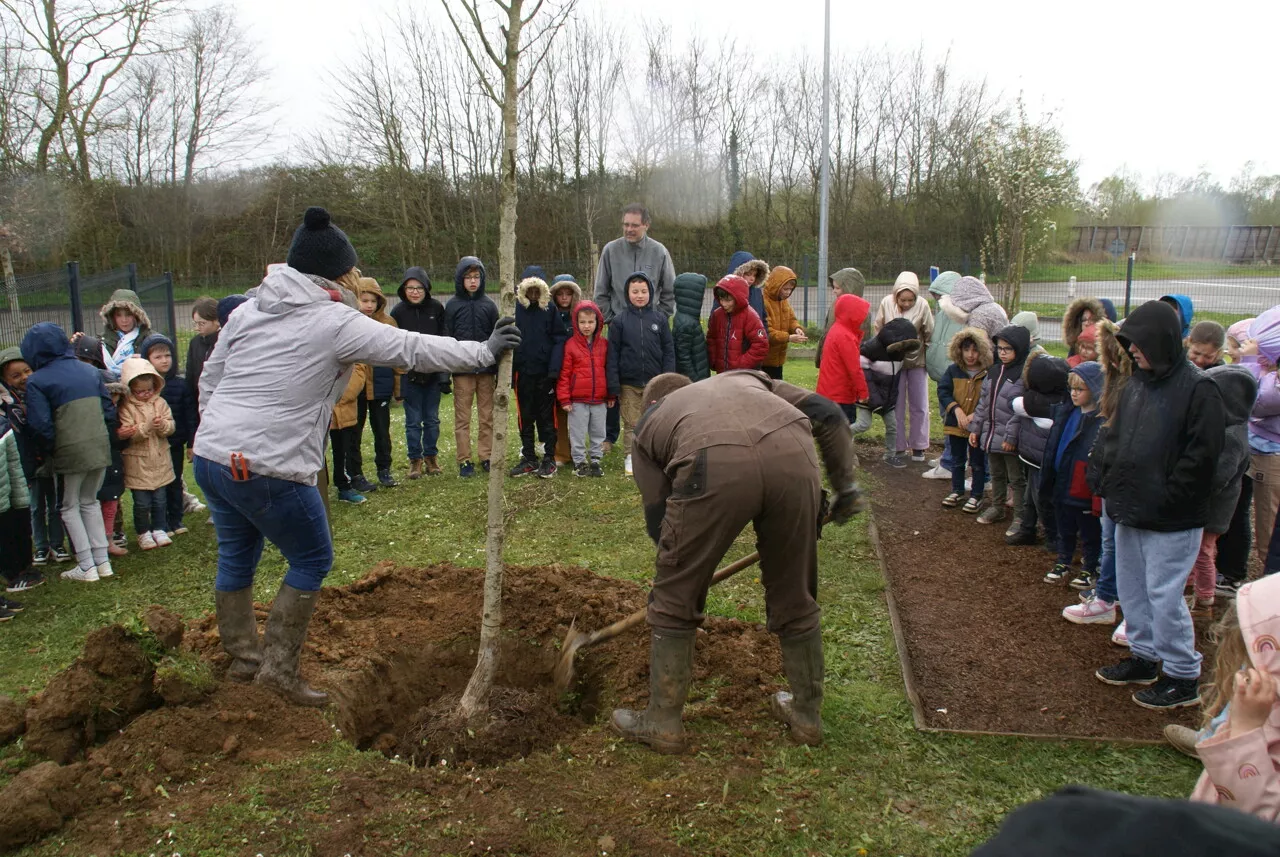 Une école normande plante un charme pour un avenir plus vert